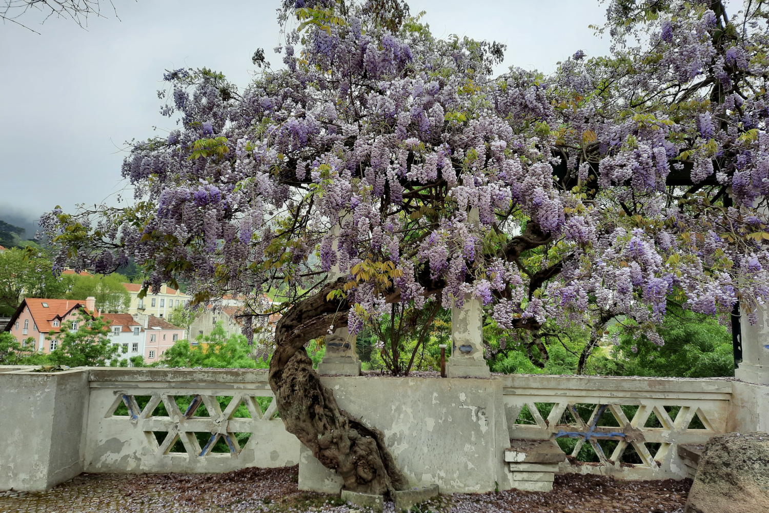 Glícinia classificada no Jardim da Correnteza em Sintra