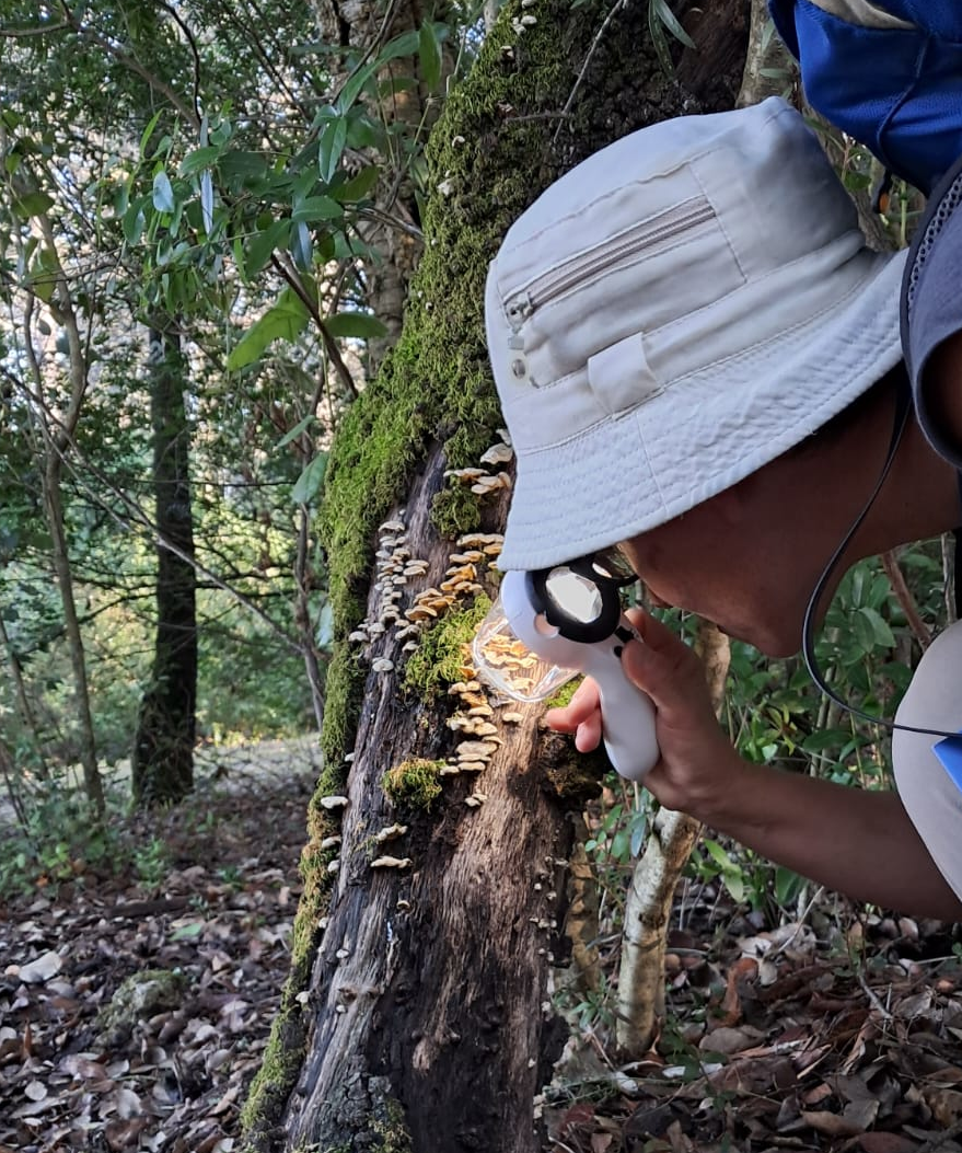 Observação de tronco de árvore com lupa