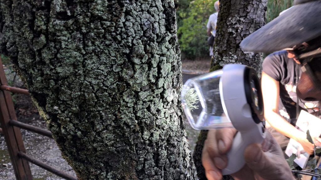 Participante a observar líquenes à lupa em passeio interpretativo da biodiversidade