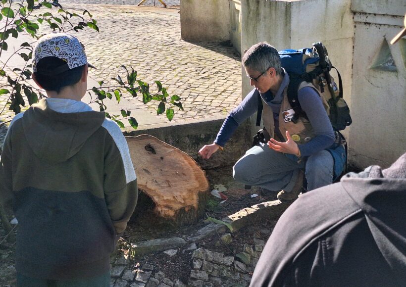 Guia a interpretar informação de cepo de árvore cortada em passeio interpretativo