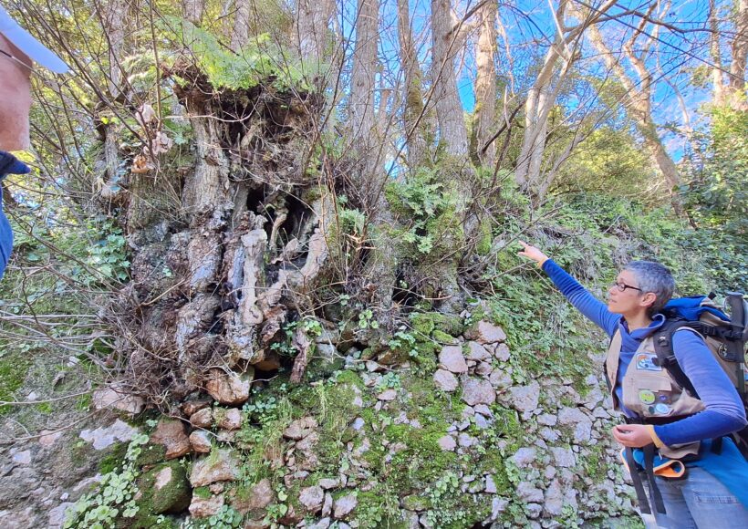 Guia a explicar características de castanheiro monumental em passeio pedestre interpretativo