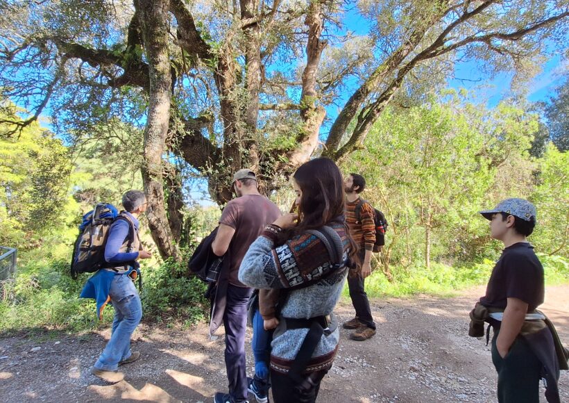 Guia a mostrar árvore monumental no passeio interpretativo dos Guardiões Verdes, em Sintra