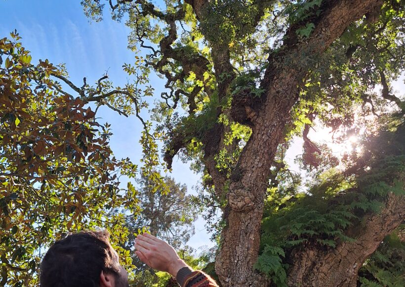 Participante no passeio interpretativo dos Guardiões Verdes a admirar sobreiro monumental