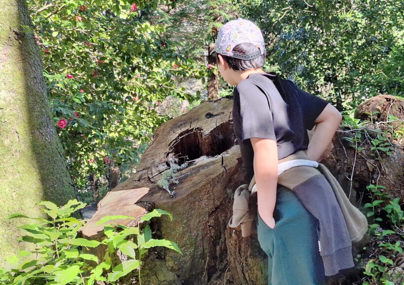 Rapaz a observar tronco de árvore monumental cortado