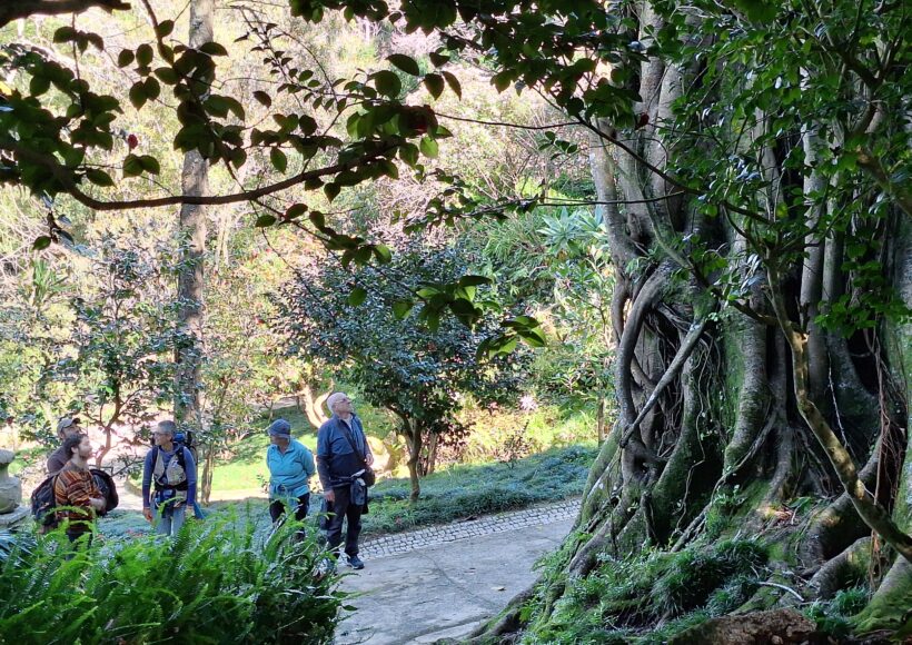 Participantes em passeio pedestre interpretativo a admirar figueira monumental no Parque da Liberdade, em Sintra