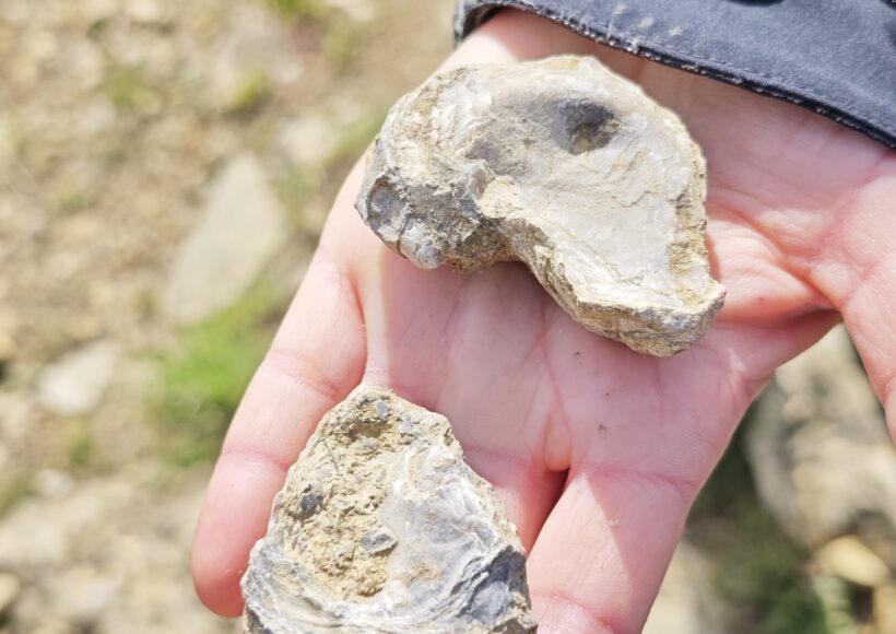 Fósseis encontrados perto da aldeia de Broas
